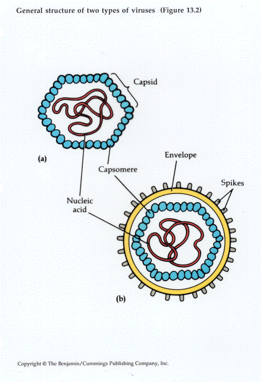 virology